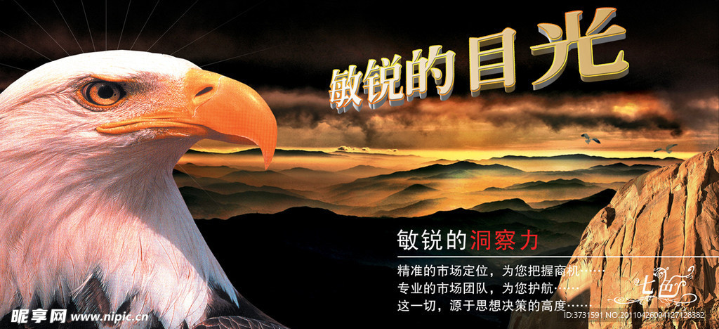 雄鹰 敏锐的目光