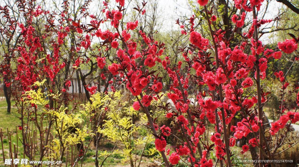 碧桃盛开的园林