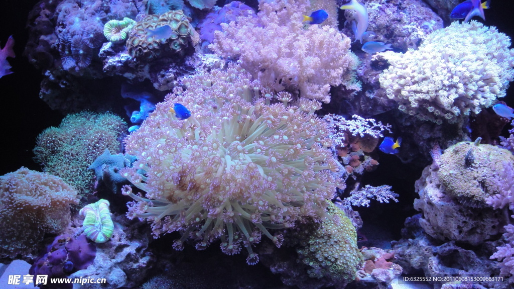海洋珊瑚鱼类