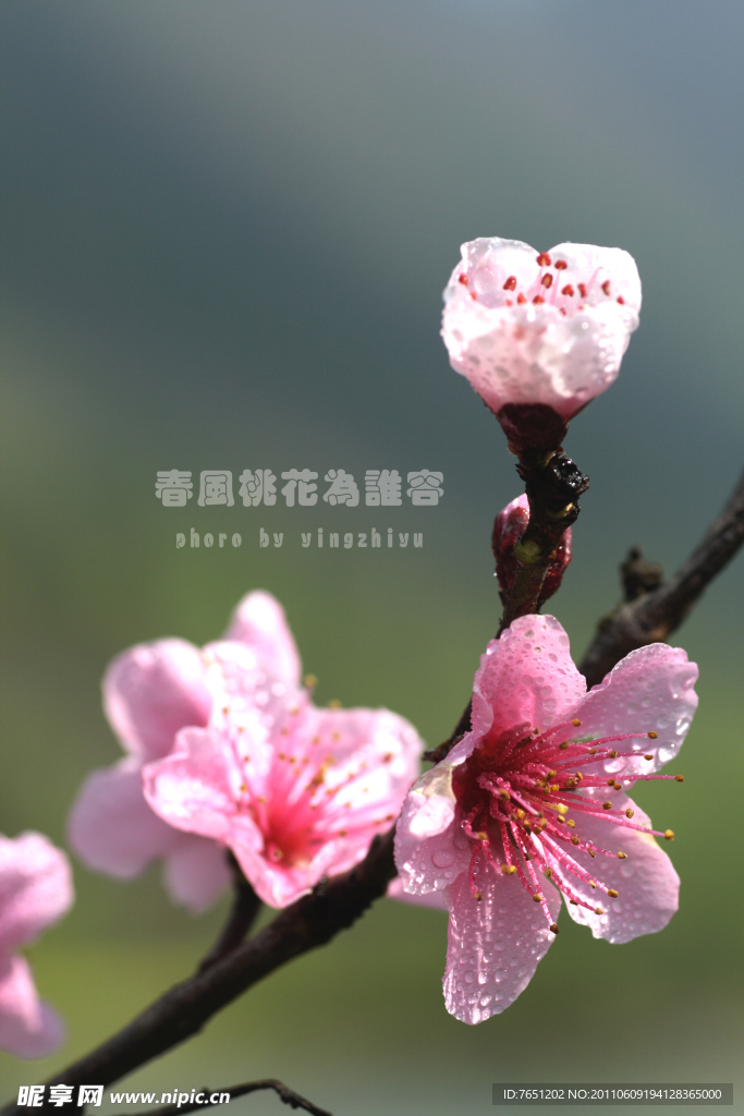 春风桃花为谁容