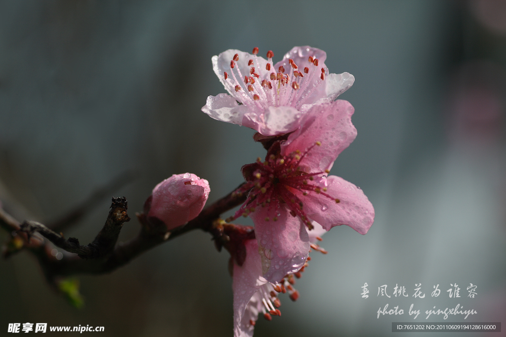 春风桃花为谁容