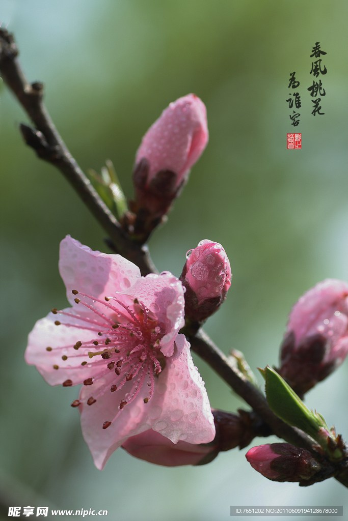 春风桃花为谁容