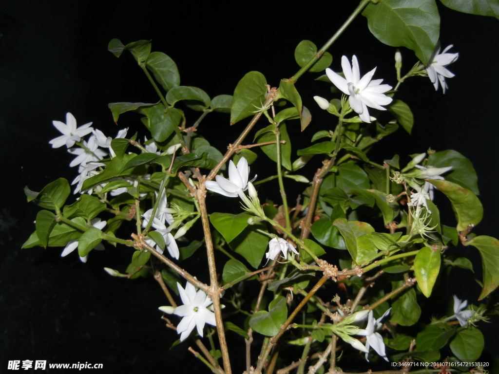 夜中茉莉花