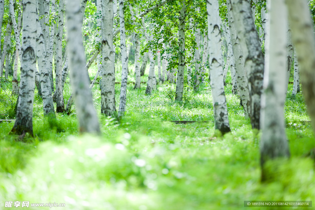 白桦林