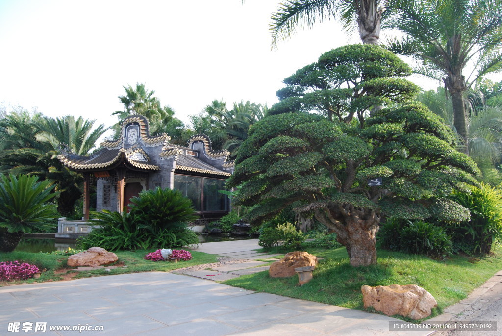 昆明世博园 绿树