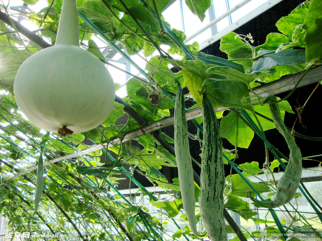 葫芦吊瓜