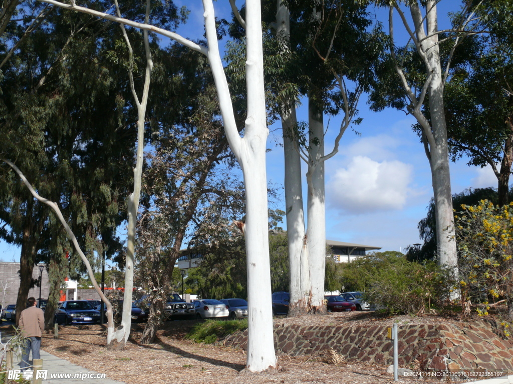 澳大利亚白杨树