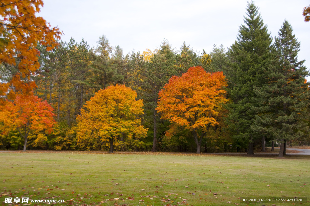 草地 树木 天空 枫树 树林