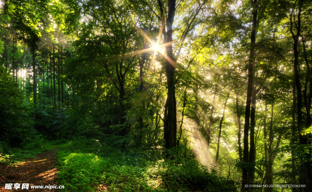 阳光穿透树林