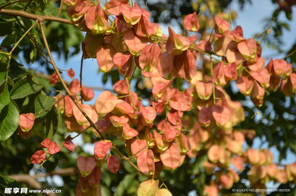 全缘叶栾树的果