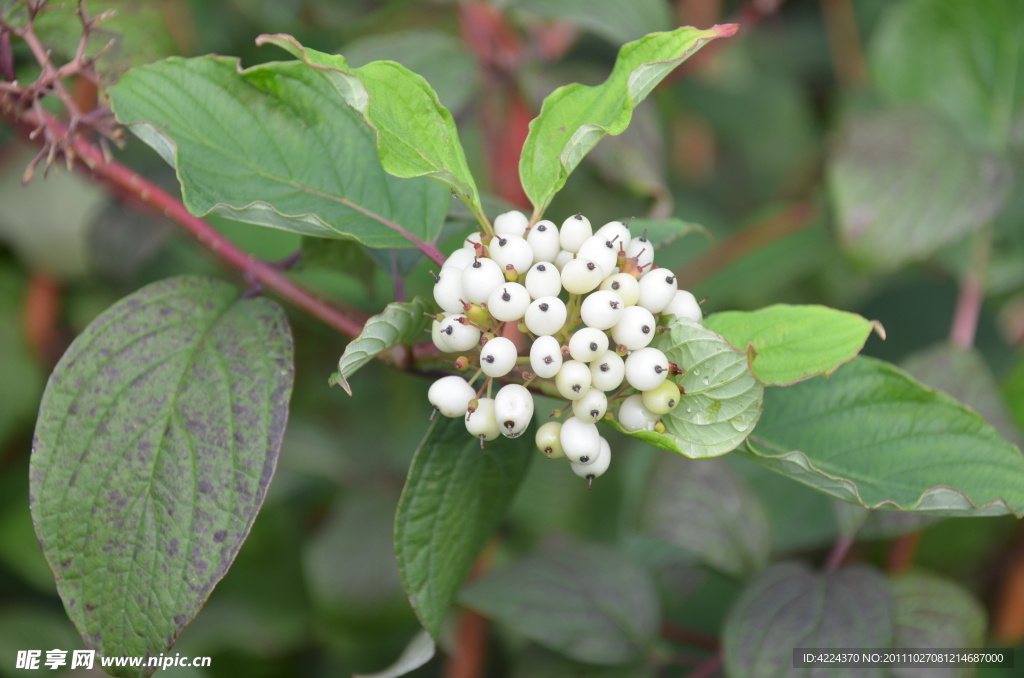 红瑞木的种子果