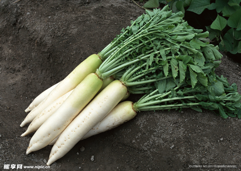 萝卜 白萝卜