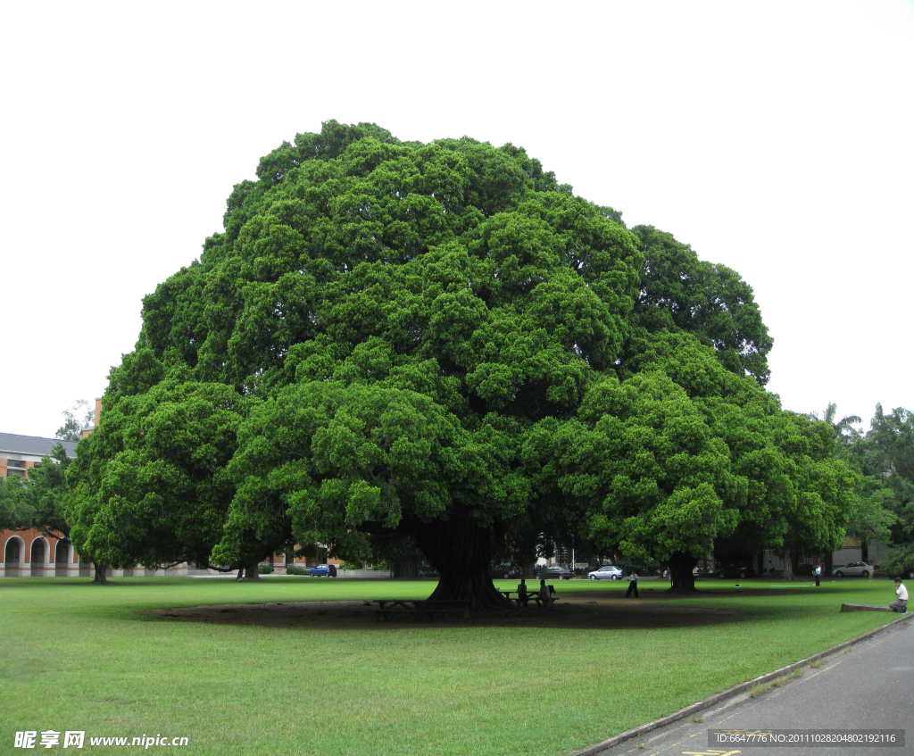 公园大树