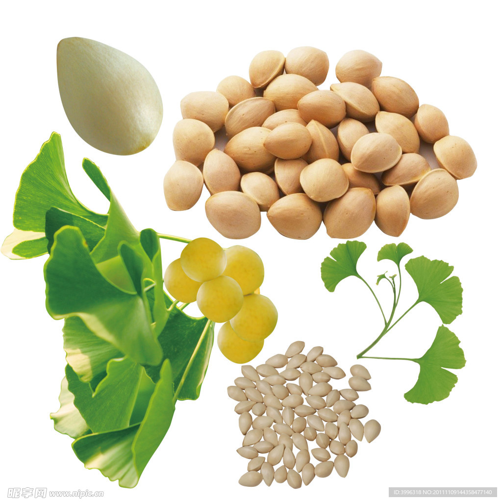 银杏果 （白果）