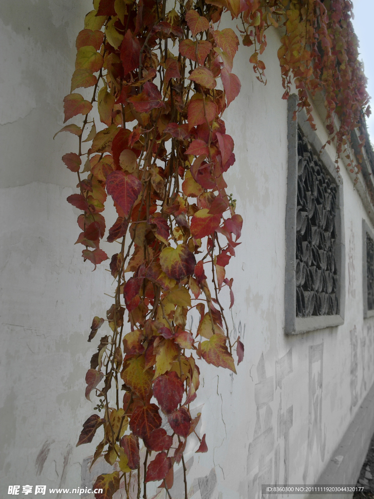 深秋爬山虎
