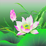 矢量荷花