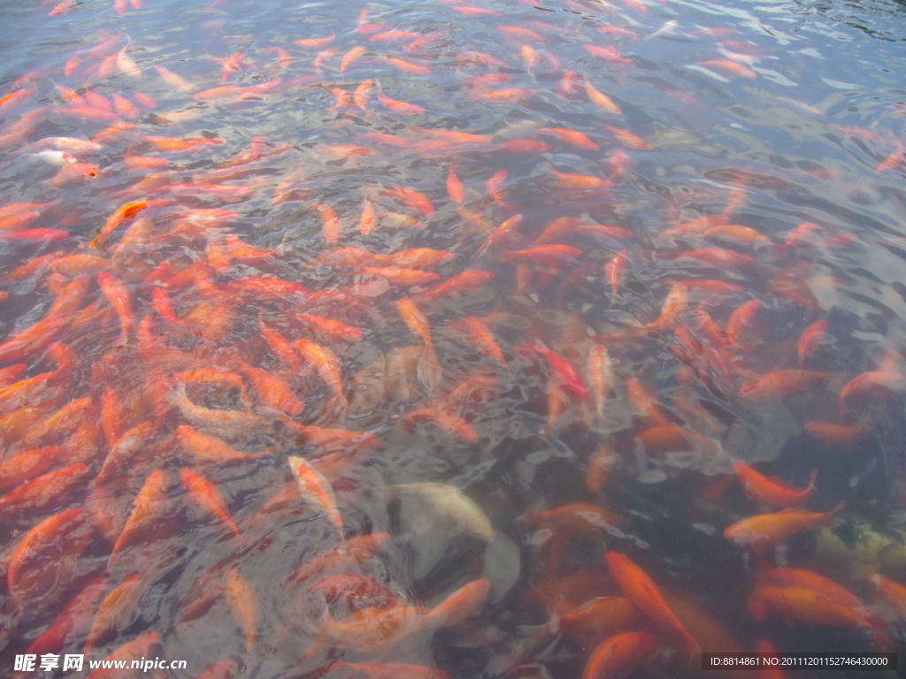 花港观鱼 红鲤鱼
