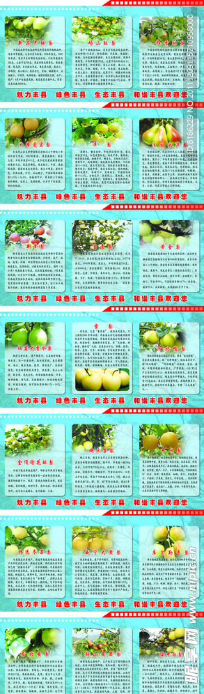各地梨的品种介绍