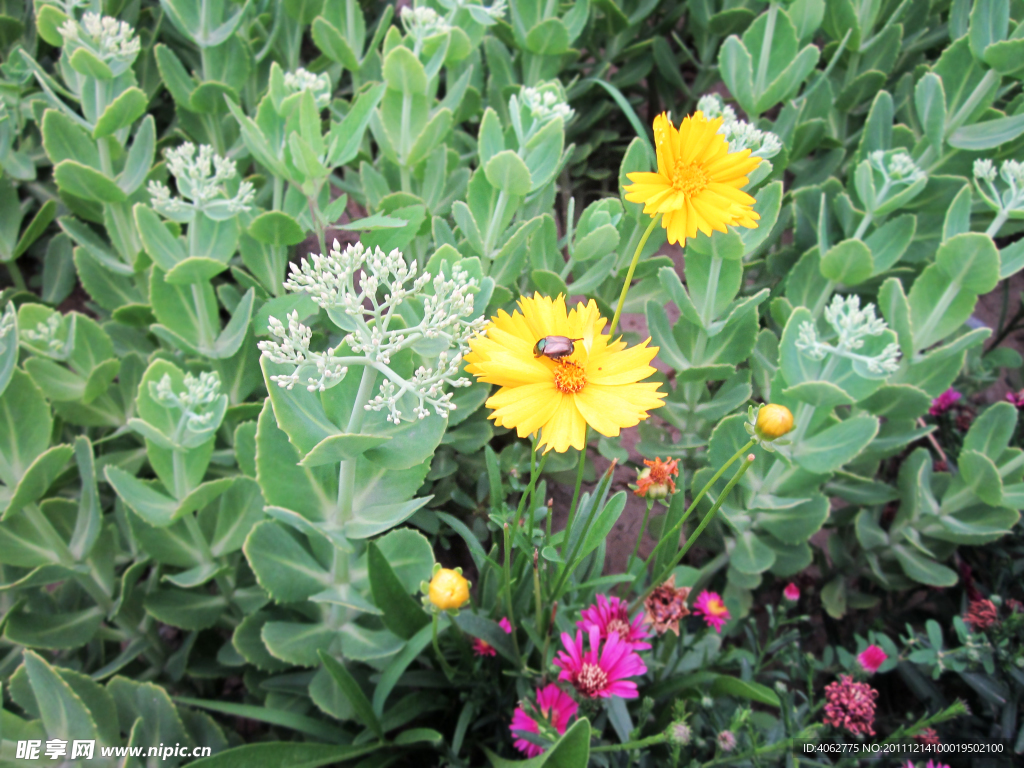 昆虫与鲜花完美映衬