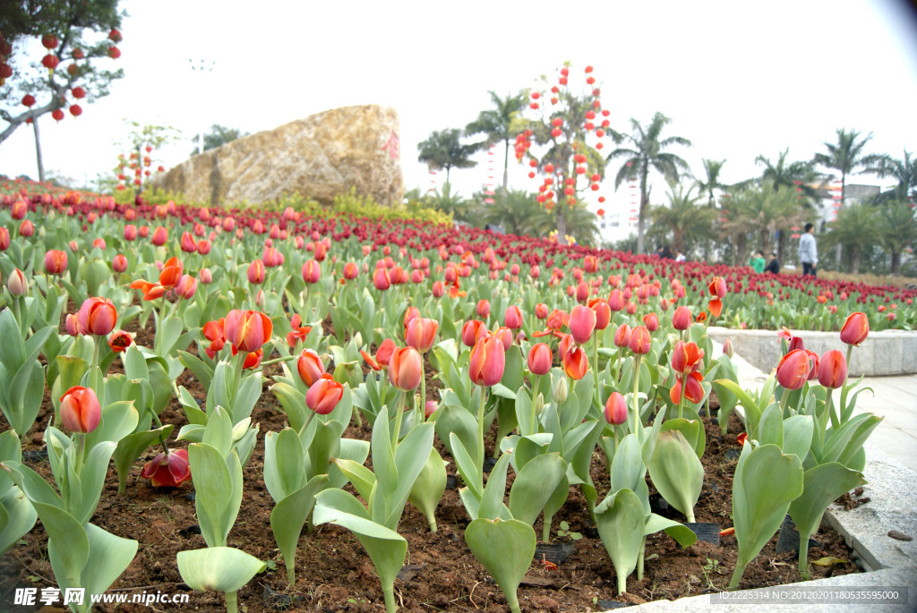 郁金香 橙色郁金香