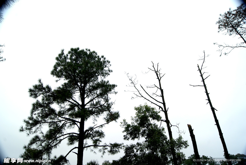 园林 树木 绿叶 大树 天空 草地 红扇子