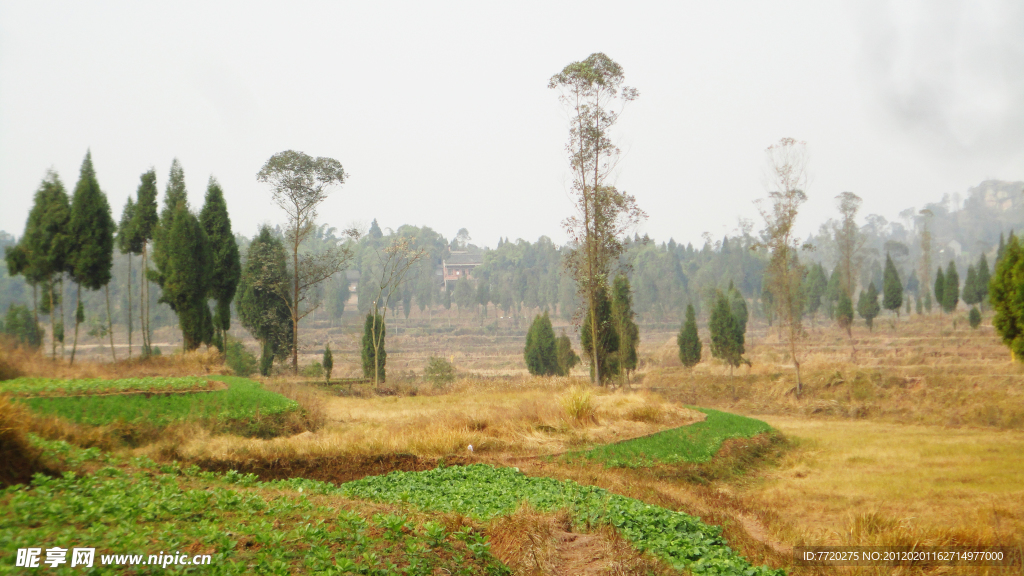 乡村田地