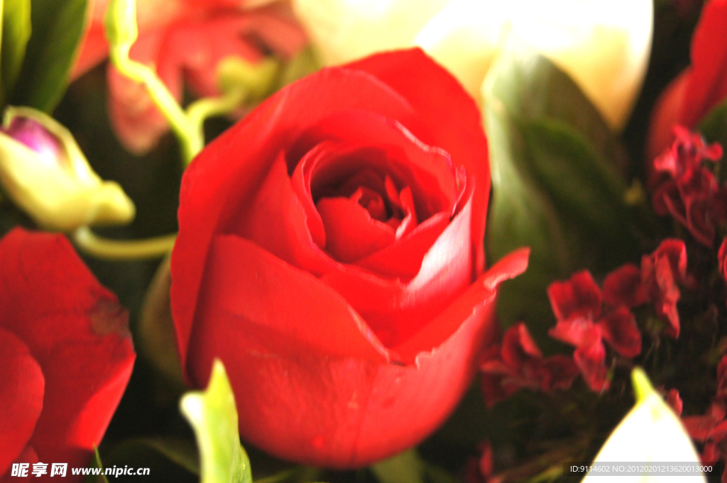 红玫瑰（高精）