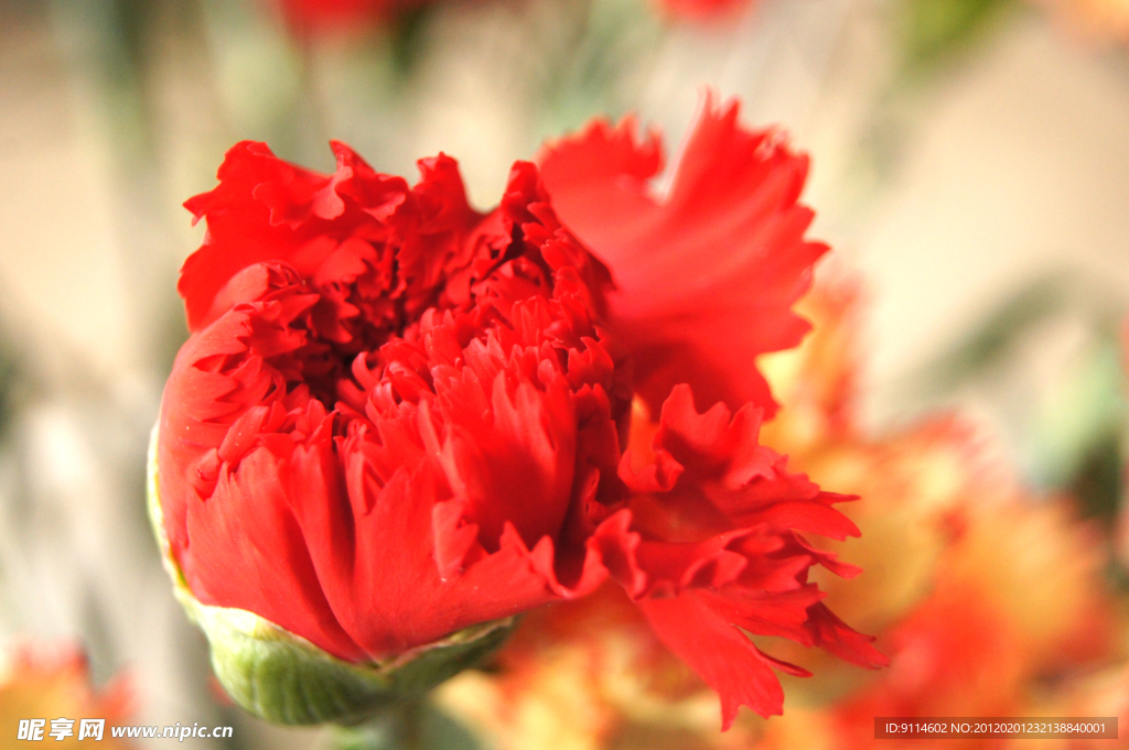 康乃馨（高精）