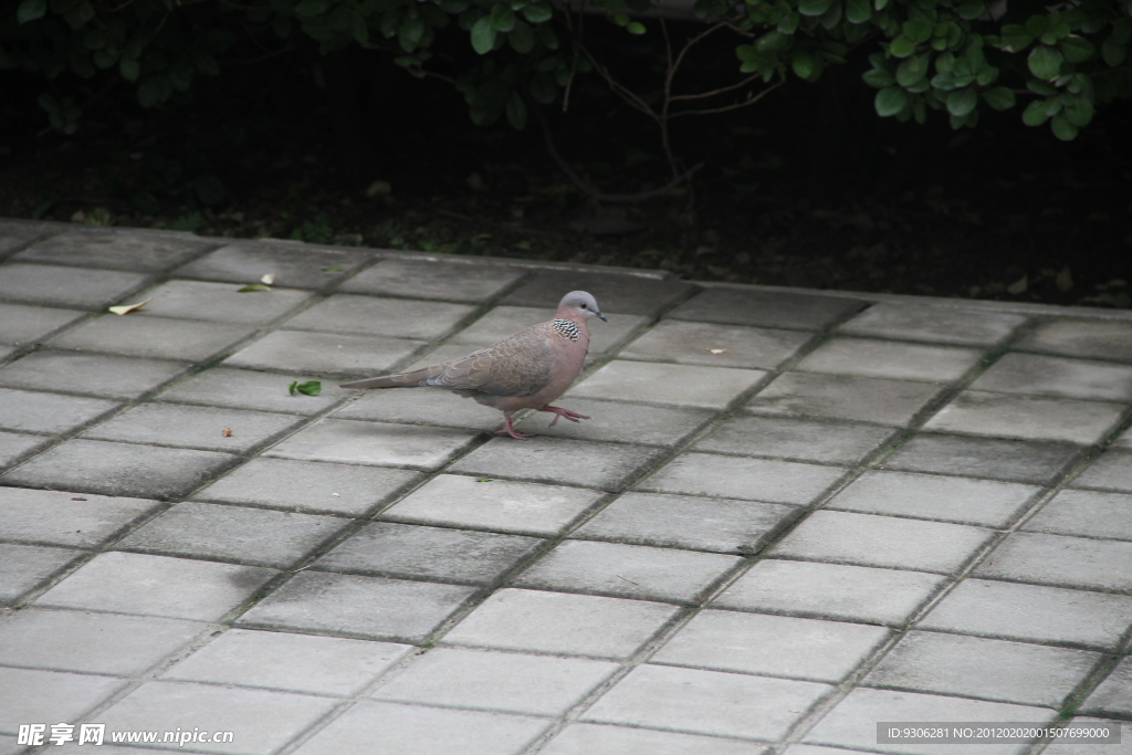 散步 鸽子