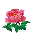 富贵牡丹