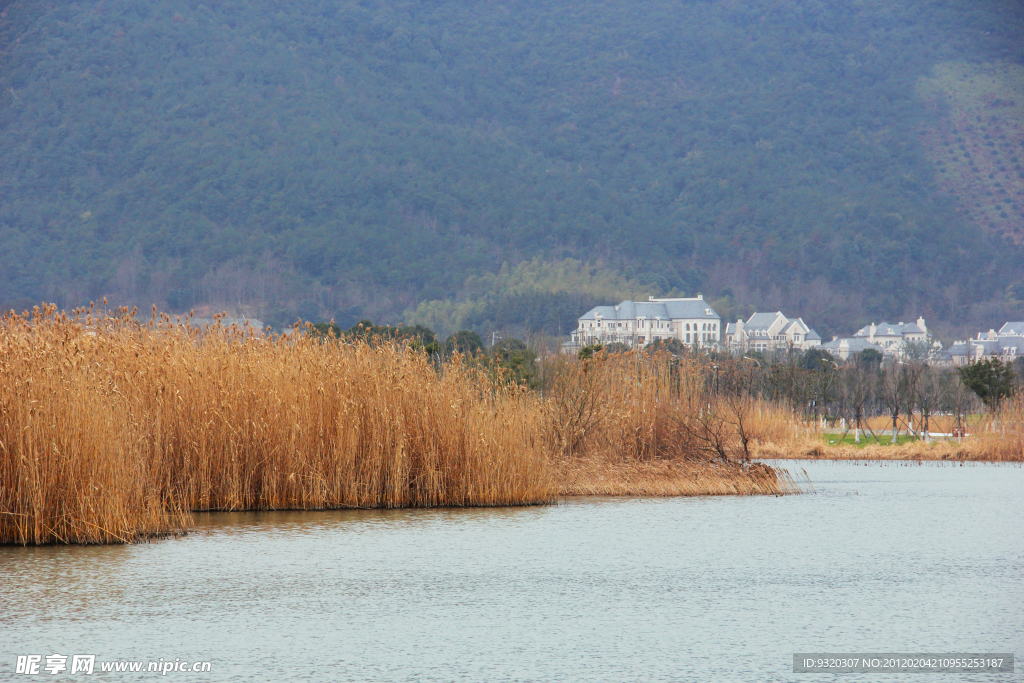 湖边芦苇