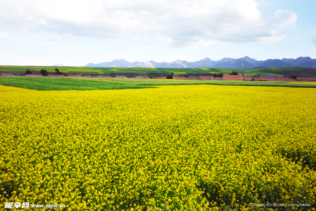 油菜花盛开的季节