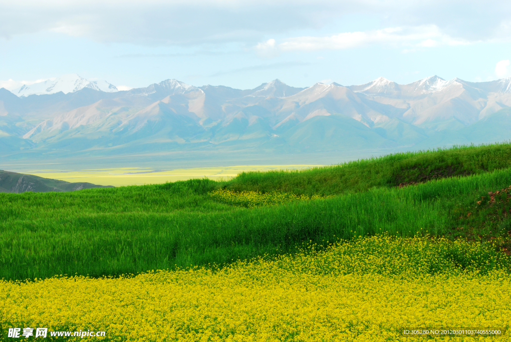 油菜花盛开的季节