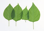 树叶