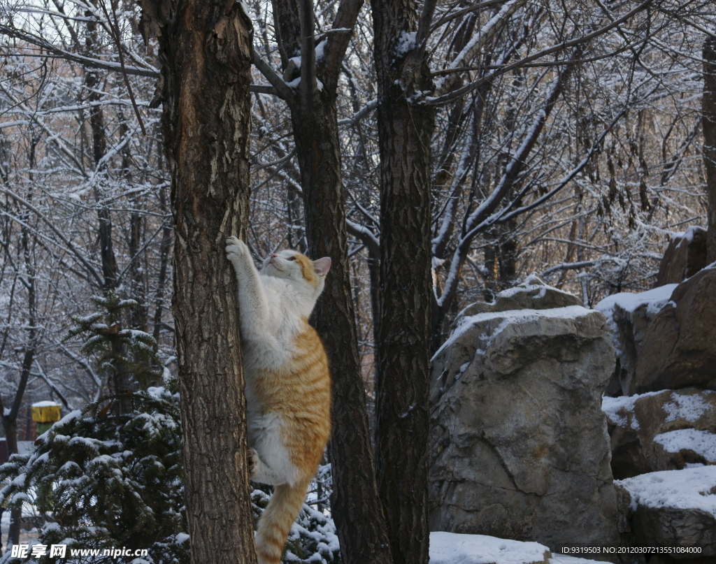 小猫上树