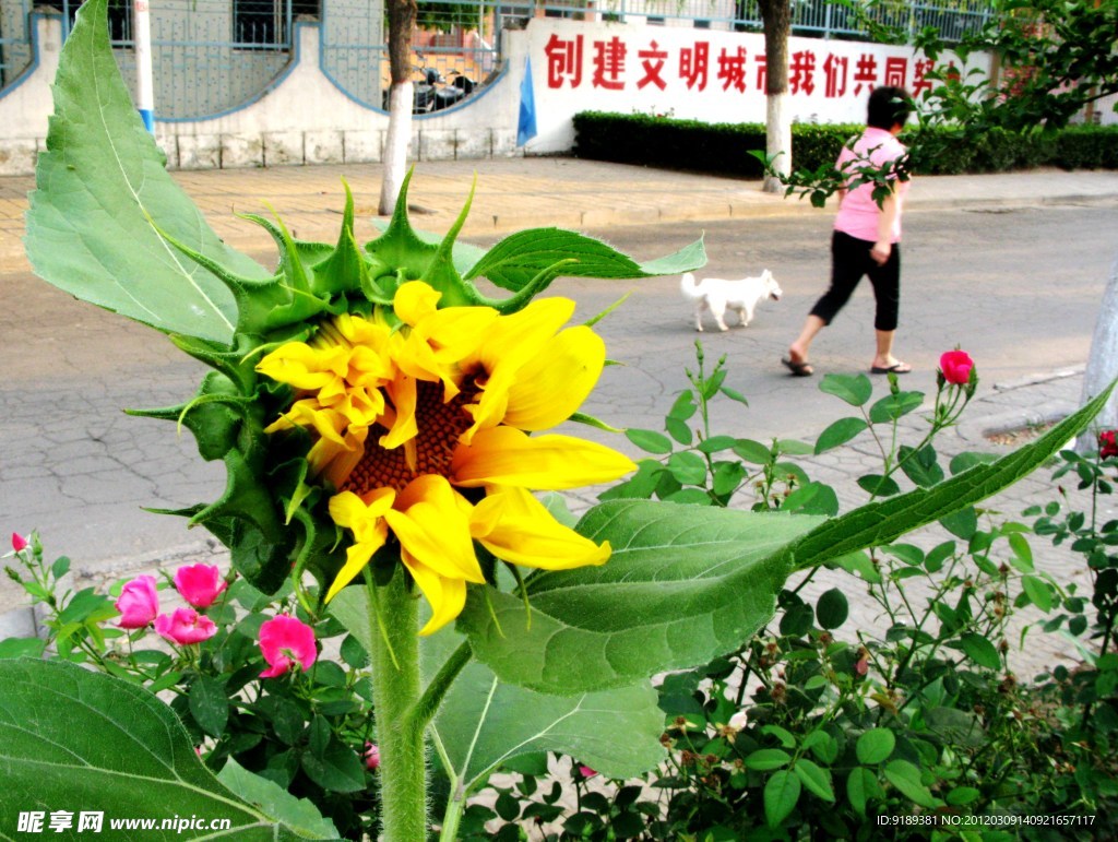街边向日葵