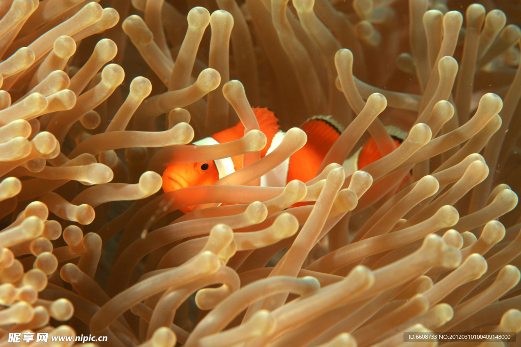 热带小丑鱼