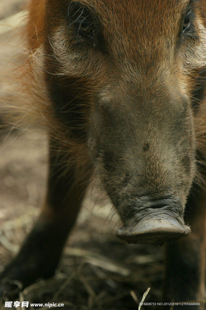 野猪特写