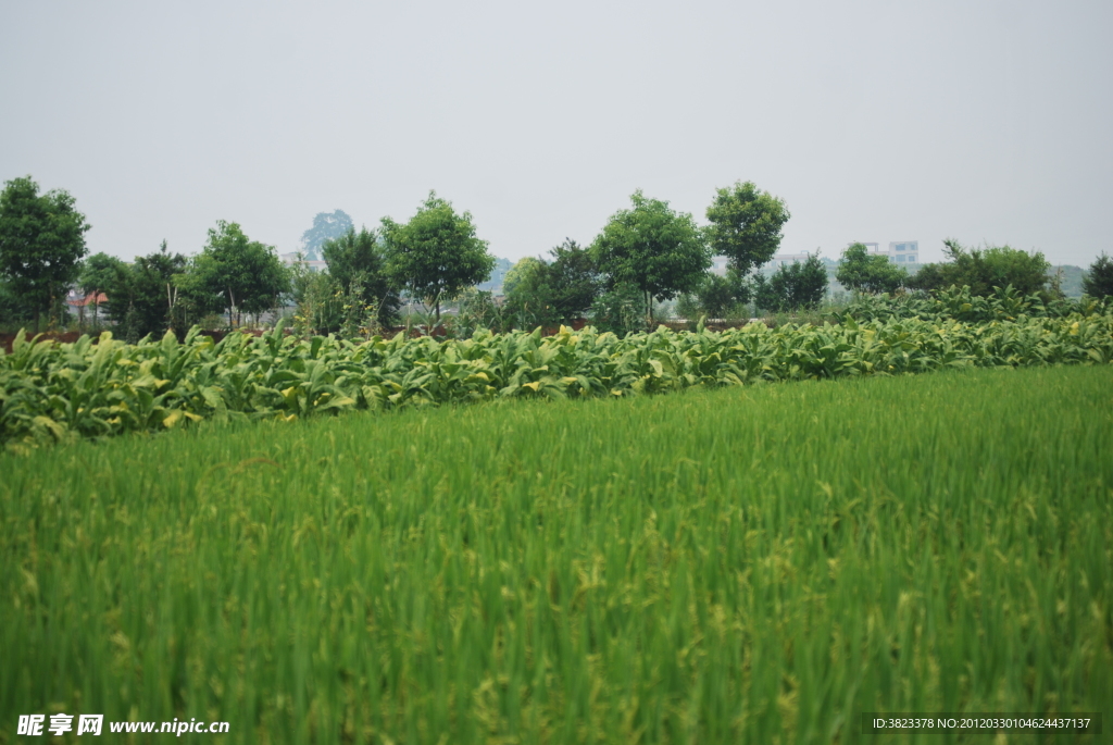 禾苗 烟草 树木