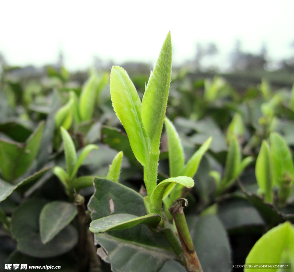 茶芽