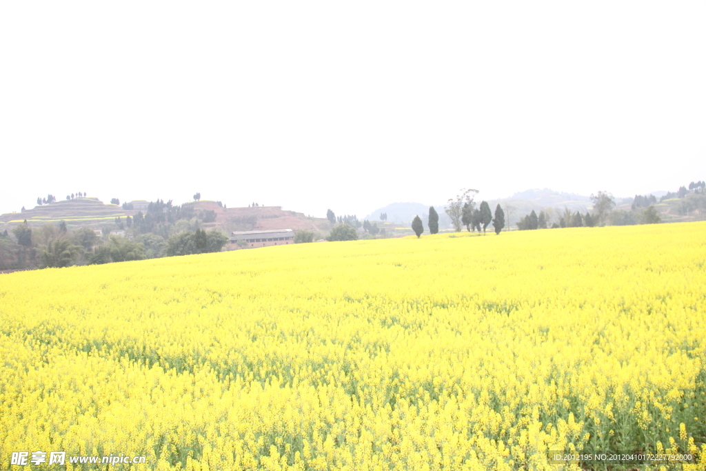 潼南陈抟故里油菜花