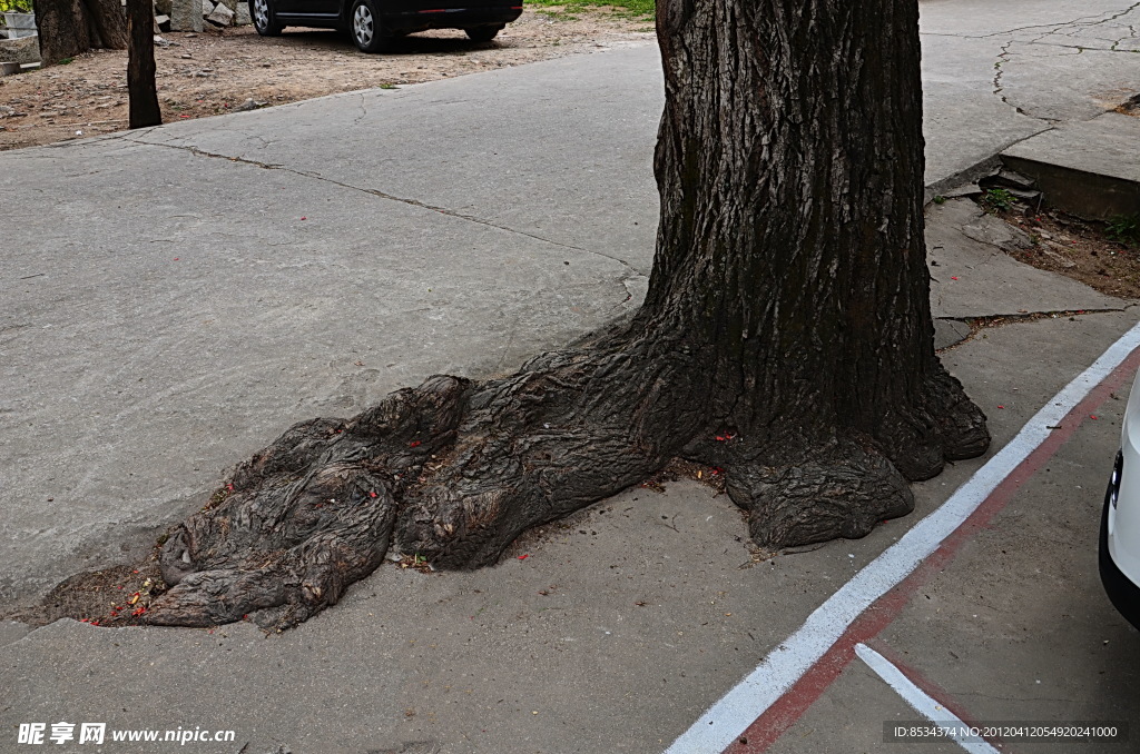 奇树 裸出的树根