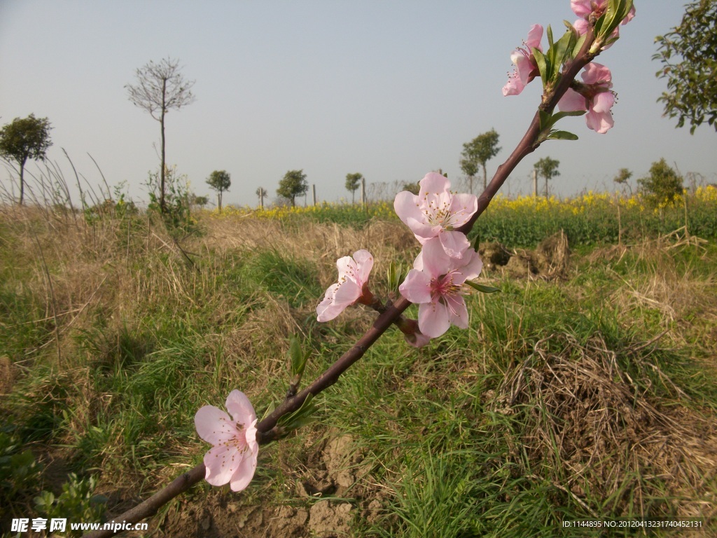 江苏丹阳眭巷桃花