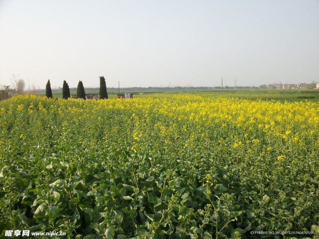 江苏丹阳眭巷油菜田