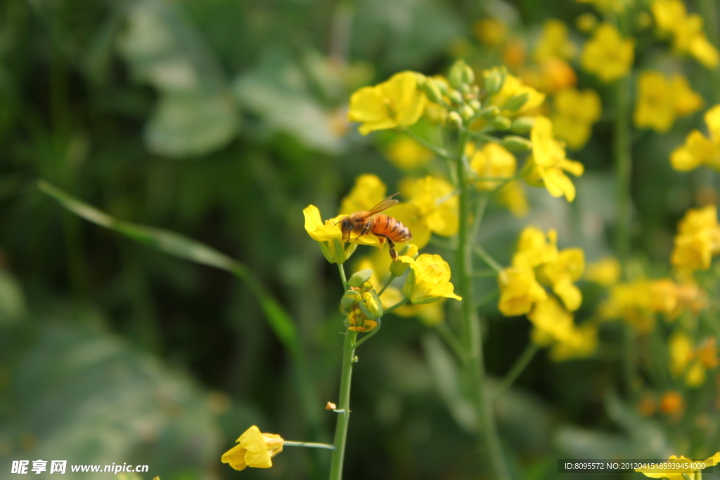 油菜花 蜜蜂