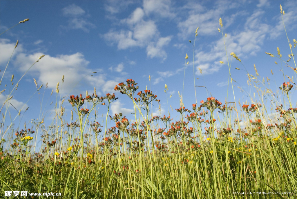 草场 风景 干草