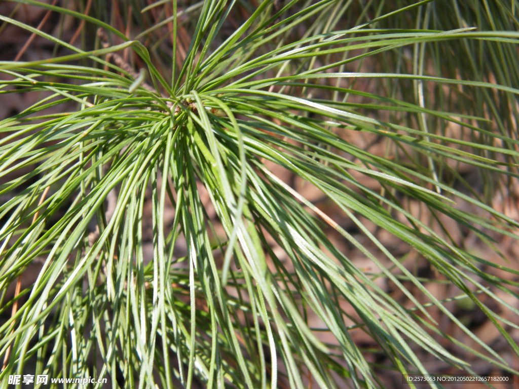 松树针