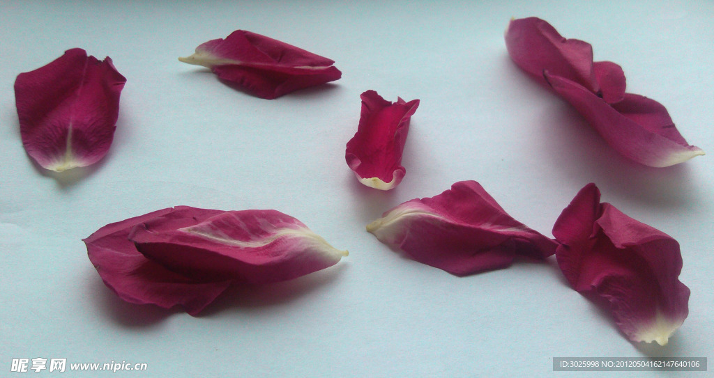 玫瑰花瓣