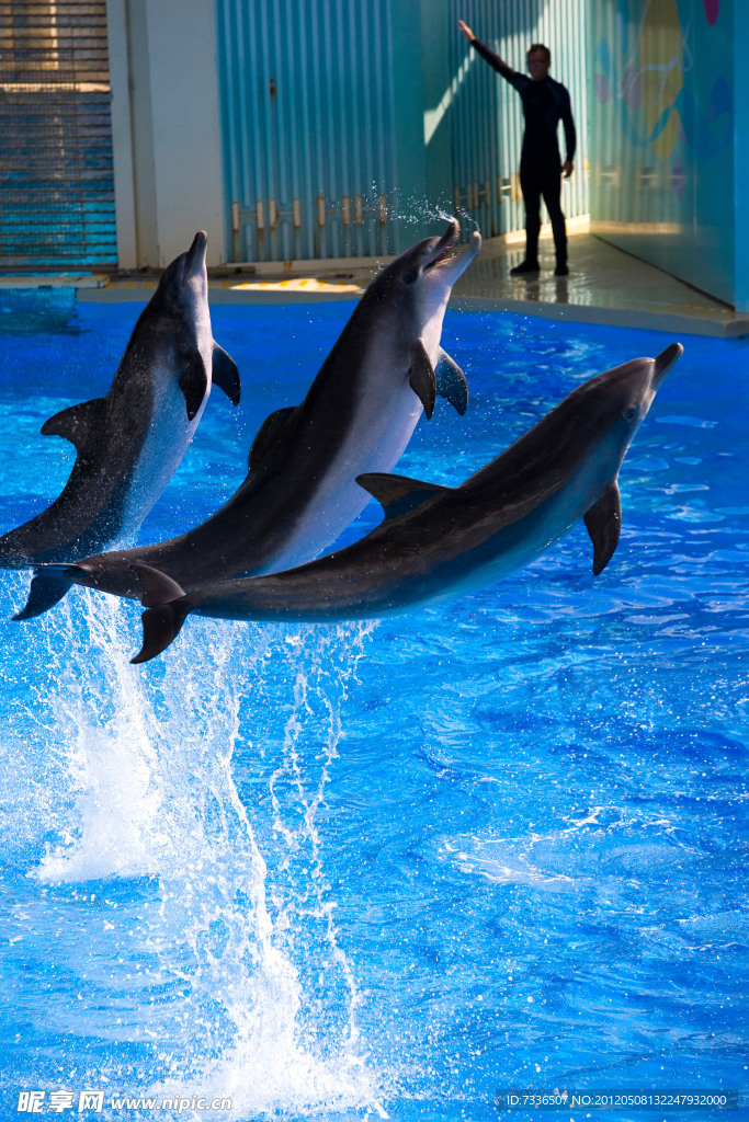 海洋公园 海豚表演
