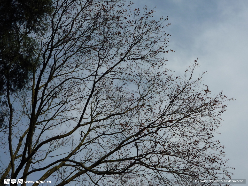 蓝天下的菩提树